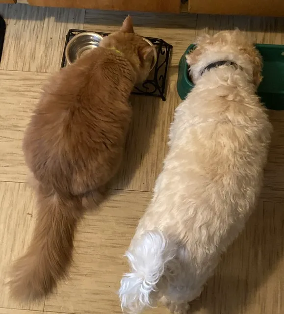 Gateway Animal Hospital 12