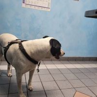 Gateway Animal Hospital ico