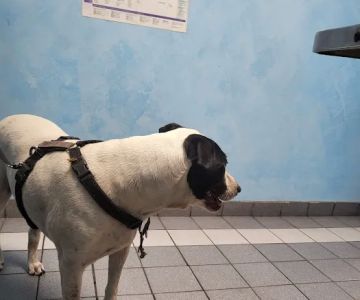 Gateway Animal Hospital
