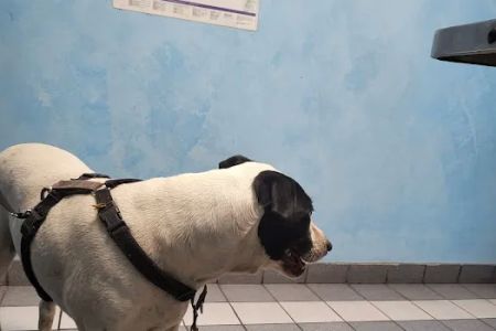 Gateway Animal Hospital