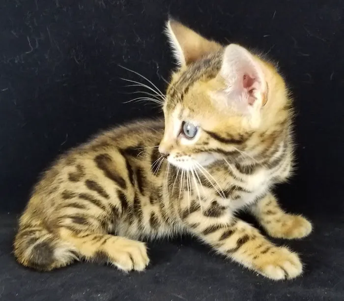 Florida Bengals Cat Breeder 9