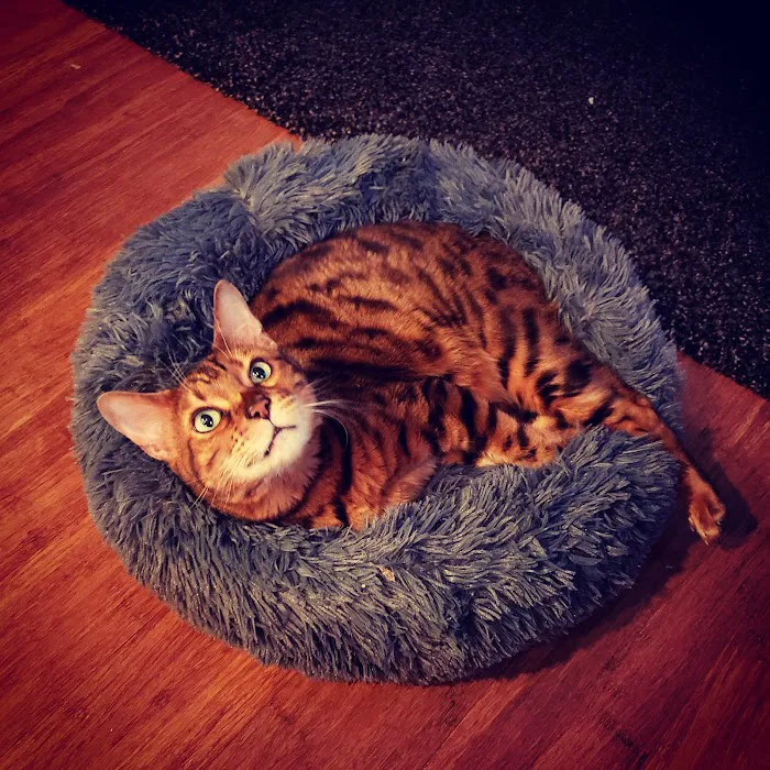 Florida Bengals Cat Breeder 3