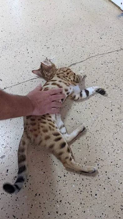 Florida Bengals Cat Breeder 1