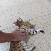 Florida Bengals Cat Breeder ico