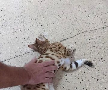 Florida Bengals Cat Breeder