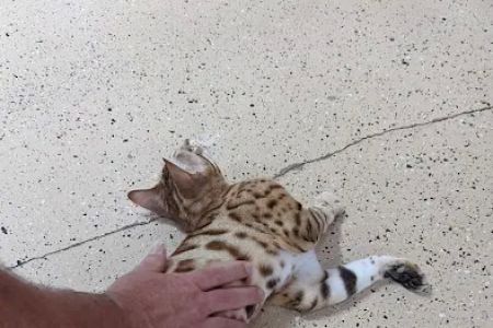 Florida Bengals Cat Breeder