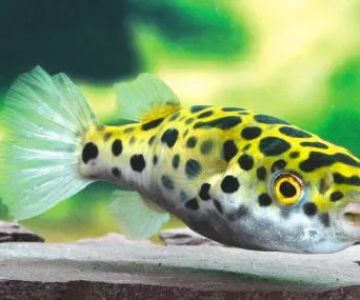 RJ's Aquarium