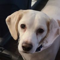 Atlantic East Animal Clinic ico
