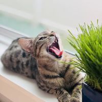 Coral Reef Animal Hospital ico