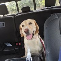 Jacksonville Community Pet Clinic - Beach ico
