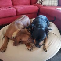 Oceanview Veterinary Hospital ico