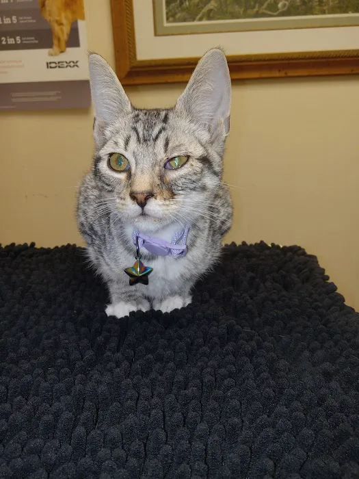 Shoreline Veterinary Hospital: Cooper Gregory H DVM 12