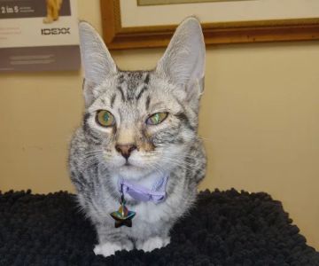 Shoreline Veterinary Hospital: Cooper Gregory H DVM