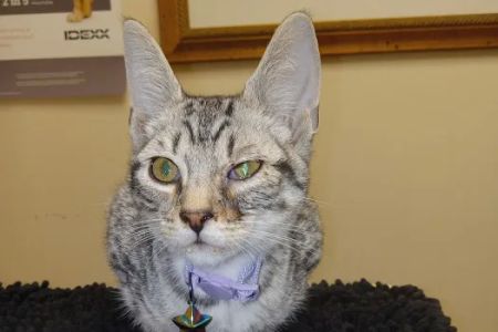 Shoreline Veterinary Hospital: Cooper Gregory H DVM