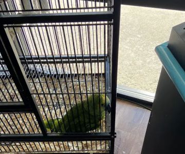 Pet Zone