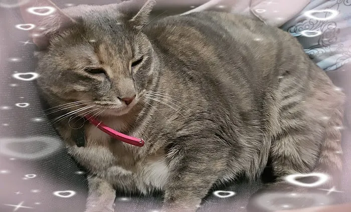 Greenwood Veterinary Care 5