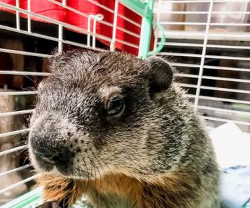 Kokas Exotic Animals