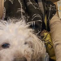One Love Animal Hospital - Yorkville ico