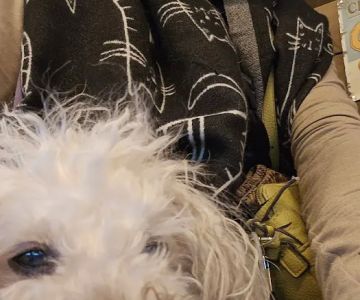 One Love Animal Hospital - Yorkville