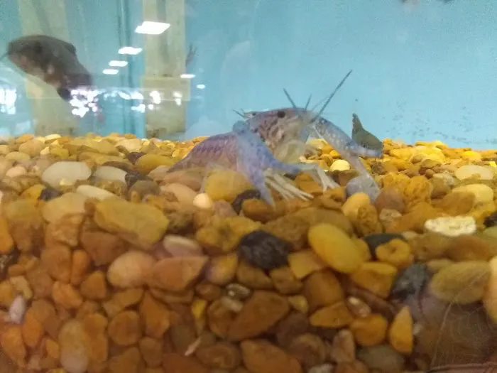 K C's Aquaworld 1