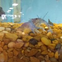 K C's Aquaworld ico