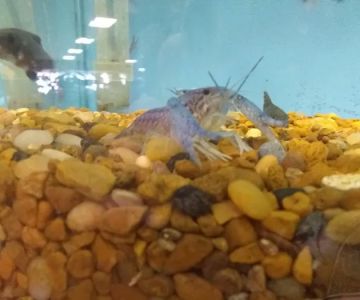 K C's Aquaworld