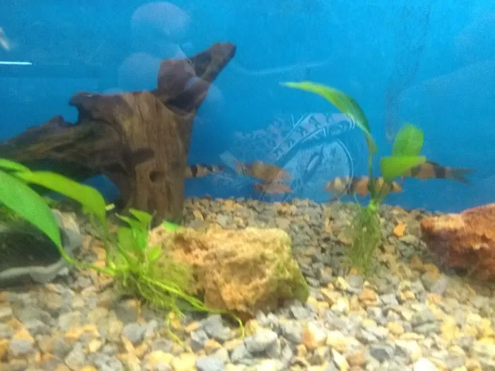 K C's Aquaworld 2