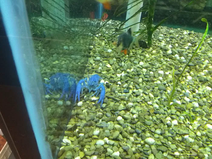 K C's Aquaworld 3