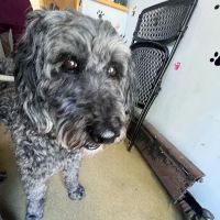 Animal Health Center ico