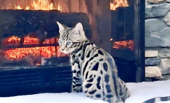 The Bengal Cats 8