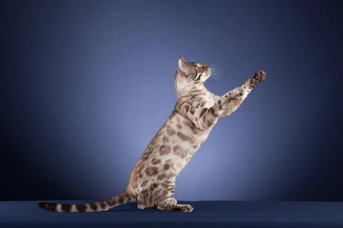 The Bengal Cats 6