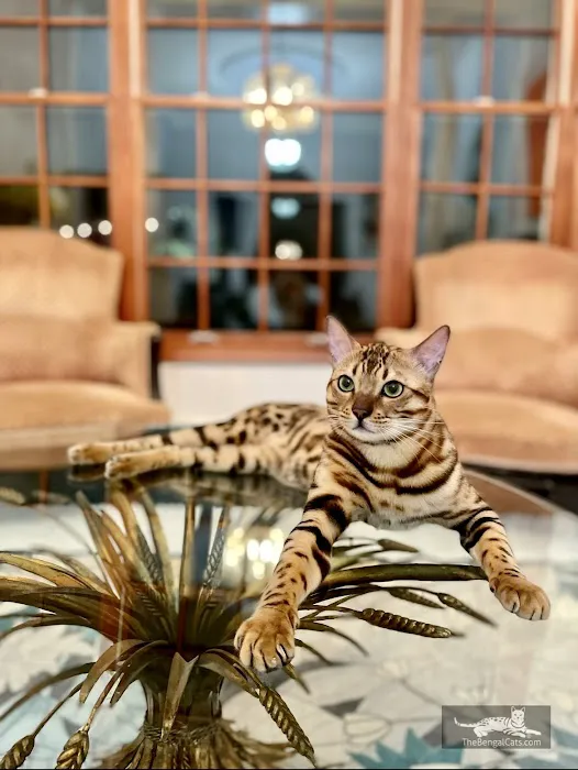 The Bengal Cats 5