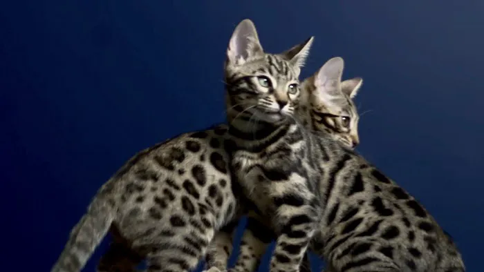 The Bengal Cats 1