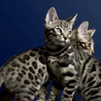 The Bengal Cats ico