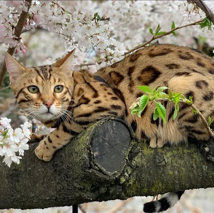 The Bengal Cats 10