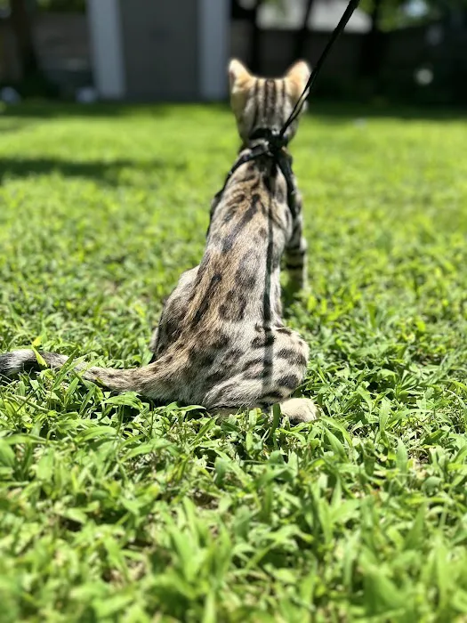 The Bengal Cats 2
