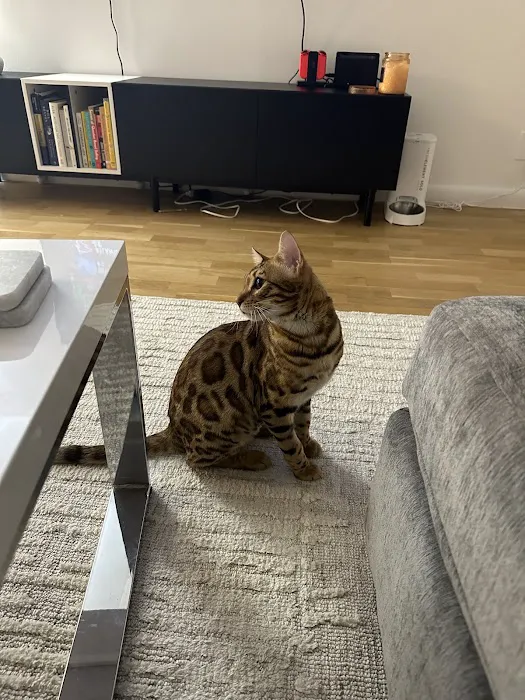 The Bengal Cats 3