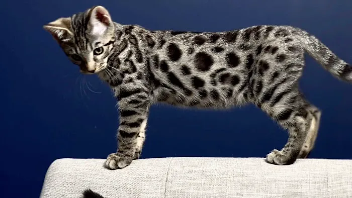 The Bengal Cats 7