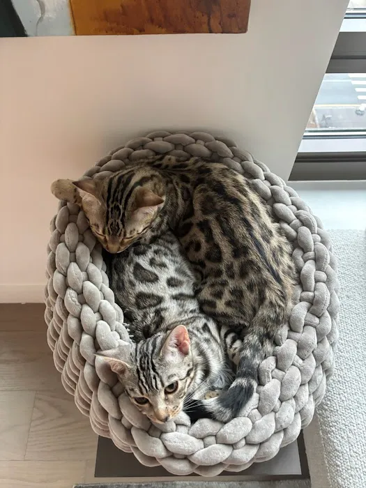 The Bengal Cats 4