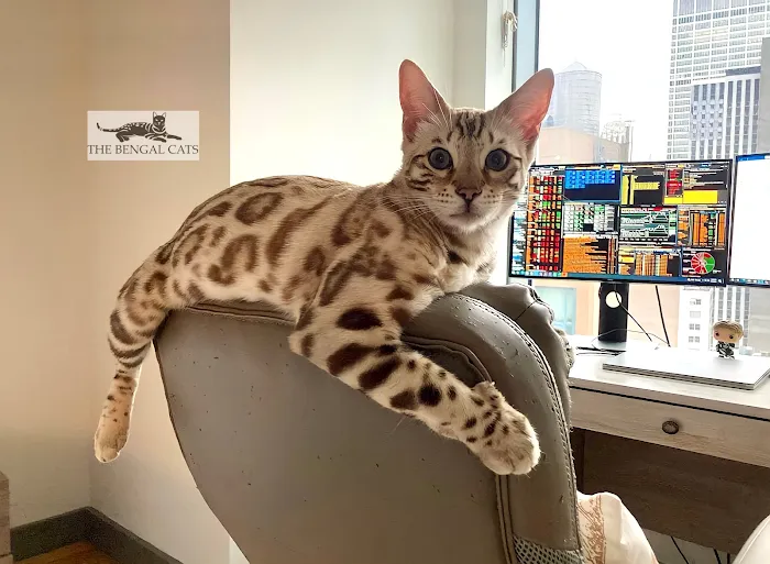 The Bengal Cats 9