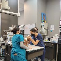 Hudson Animal Hospital ico