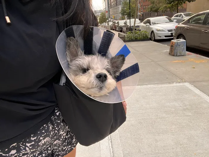 Hudson Animal Hospital 5