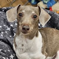 Lincoln Square Veterinary Hospital ico