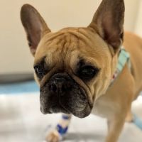 Hospital For Veterinary Surgery ico