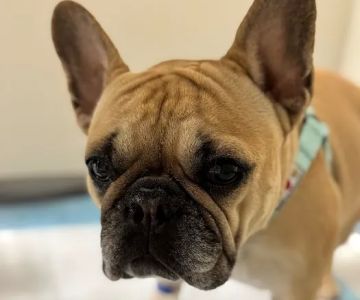 Hospital For Veterinary Surgery