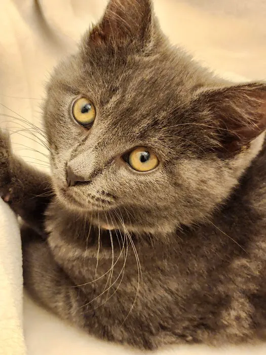 New York Cat Hospital 1