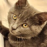 New York Cat Hospital ico