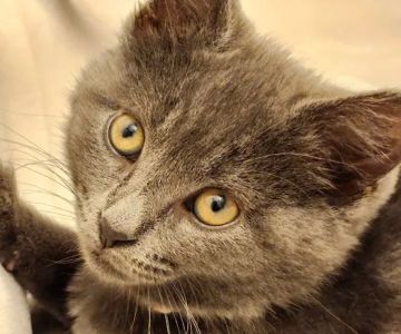 New York Cat Hospital