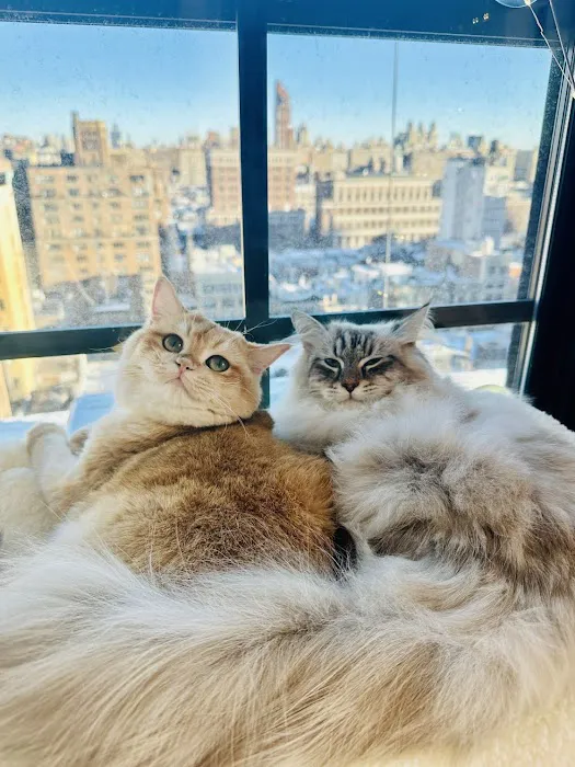 New York Cat Hospital 3