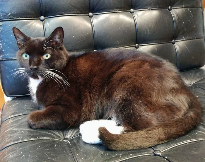 New York Cat Hospital 6
